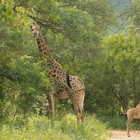 Cape Vulture Conservancy Hoedspruit Bagian luar foto