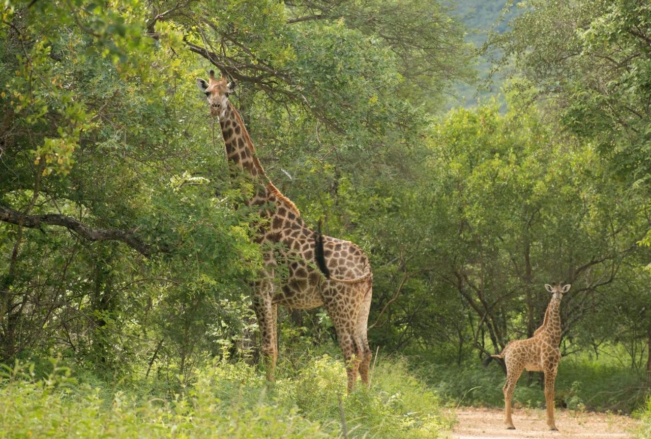 Cape Vulture Conservancy Hoedspruit Bagian luar foto